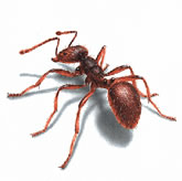 carpenter ant or soldier ant