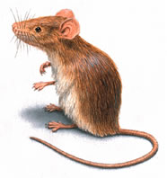 call exterminator for mice mouse rat rodent problem