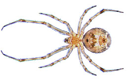 Spider Picture