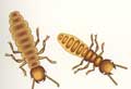 call exterminator for termite problem