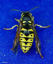 Wasp, Yellow Jacket