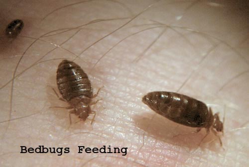 Bed bugs Feeding