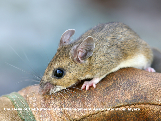 call exterminator for deer mice mouse problem