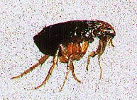 Dog Flea